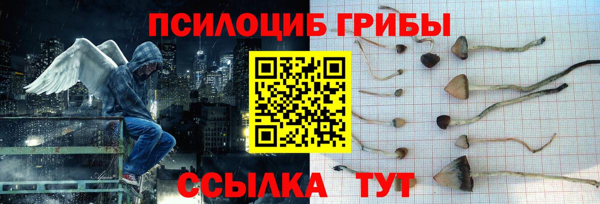 Балаково  Галлюциногенные грибы Psilocybe  Вход с VPN 
