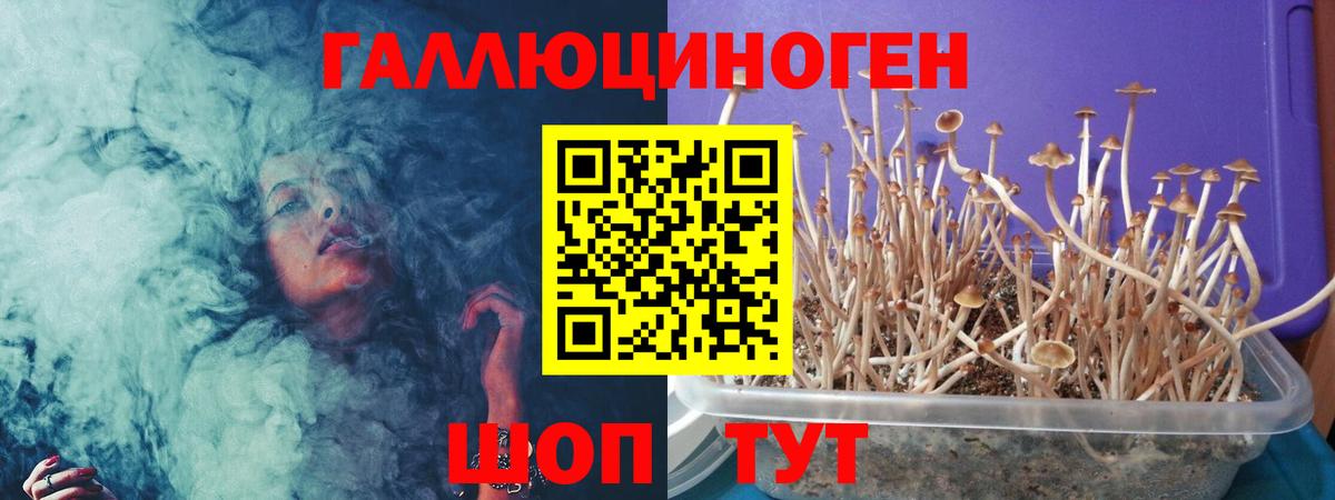 Псилоцибиновые грибы Psilocybe Балаково